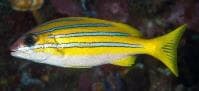Blue-striped Snapper (Lutjanus kasmira) – ornamental fish exported by Rafiki Marine, Mombasa