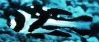Black Beauty (Macolor niger) – ornamental fish exported by Rafiki Marine, Mombasa