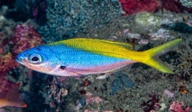 Yellowback Fusilier (Caesio teres) – ornamental fish exported by Rafiki Marine, Mombasa