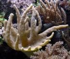Lobed Leather Coral (Lobophytum crassum) – ornamental fish exported by Rafiki Marine, Mombasa