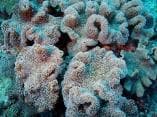 Ehrenbergi Mushroom (Sarcophyton ehrenbergi) – ornamental fish exported by Rafiki Marine, Mombasa