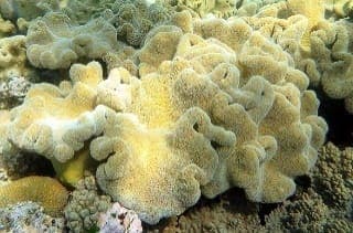 Pin Leather Mushroom (Sarcophyton trocheliophorum) – ornamental fish exported by Rafiki Marine, Mombasa