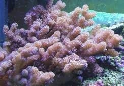 Green/Yellow Mushroom (Sarcophyton sp.) – ornamental fish exported by Rafiki Marine, Mombasa