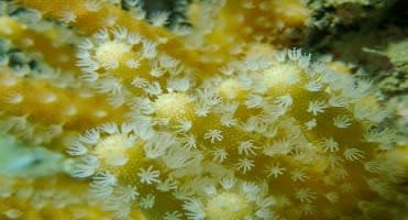 Yellow Mushroom (Sarcophyton ehrenbergi) – ornamental fish exported by Rafiki Marine, Mombasa
