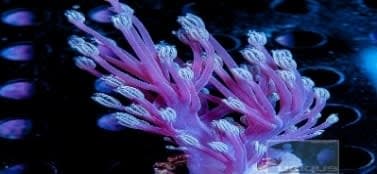 Blue Fosfor Mushroom (Cespitularia sp.) – ornamental fish exported by Rafiki Marine, Mombasa