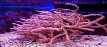 Bushy Branches (Gorgonia rumpella) – ornamental fish exported by Rafiki Marine, Mombasa
