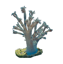 Kenya Tree (Capnella sp.) – ornamental fish exported by Rafiki Marine, Mombasa