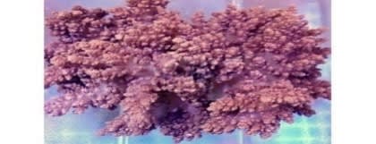 Soft Tree Mushroom (Litophyton sp.) – ornamental fish exported by Rafiki Marine, Mombasa