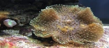 Rhodactis Mushroom (Rhodactis sp.) – ornamental fish exported by Rafiki Marine, Mombasa