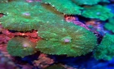 Blue Metallic Mushroom (Discosoma sp.) – ornamental fish exported by Rafiki Marine, Mombasa