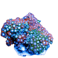 Green Button Polyp (Zoanthus sp.) – ornamental fish exported by Rafiki Marine, Mombasa