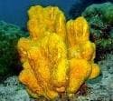 Orange Sponge (Stylotella aurantium) – ornamental fish exported by Rafiki Marine, Mombasa