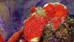 Red Sponge (Monanchora barbadensis) – ornamental fish exported by Rafiki Marine, Mombasa