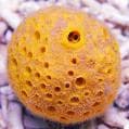 Ball Yellow Sponge (Cinachyra allocladia) – ornamental fish exported by Rafiki Marine, Mombasa