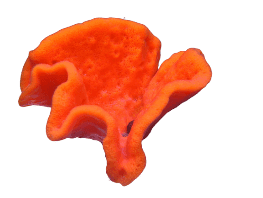 Orange Champagne Glass Sponge (Axinella bookhouti) – ornamental fish exported by Rafiki Marine, Mombasa