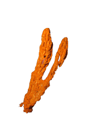 Orange Tree Sponge (Axinella carteri) – ornamental fish exported by Rafiki Marine, Mombasa