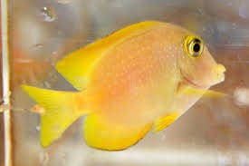 Gold Eye Doctor (Ctenochaetus strigosus) – ornamental fish exported by Rafiki Marine, Mombasa