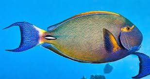 Eyestripe Surgeonfish (Acanthurus dussumieri) – ornamental fish exported by Rafiki Marine, Mombasa