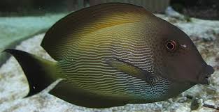 Striatus Bristletooth (Ctenochaetus striatus) – ornamental fish exported by Rafiki Marine, Mombasa