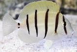 Convict Surgeonfish (Acanthurus triostegus) – ornamental fish exported by Rafiki Marine, Mombasa