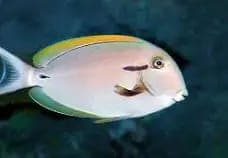 Epaulette Surgeonfish (Acanthurus nigricauda) – ornamental fish exported by Rafiki Marine, Mombasa