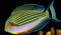 Clown Surgeonfish (Acanthurus lineatus) – ornamental fish exported by Rafiki Marine, Mombasa