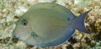 Spot-cheeked Surgeonfish (Acanthurus nigrofuscus) – ornamental fish exported by Rafiki Marine, Mombasa