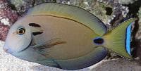 Lieutenant Surgeonfish (Acanthurus tennenti) – ornamental fish exported by Rafiki Marine, Mombasa
