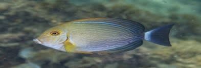Purple Surgeonfish (Acanthurus xanthopterus) – ornamental fish exported by Rafiki Marine, Mombasa