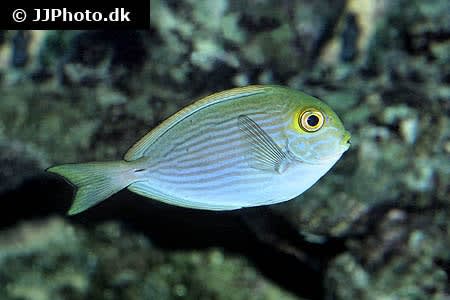 Blue Lined Surgeonfish (Acanthurus mata) – ornamental fish exported by Rafiki Marine, Mombasa