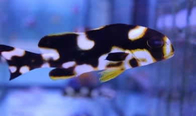 Oriental Sweetlips (Plectorhinchus orientalis) – ornamental fish exported by Rafiki Marine, Mombasa