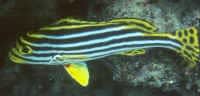 Yellow-banded Sweetlip (Plectorhinchus lineatus) – ornamental fish exported by Rafiki Marine, Mombasa