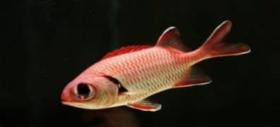 Bigeye Blackbar Soldierfish (Myripristis jacobus) – ornamental fish exported by Rafiki Marine, Mombasa