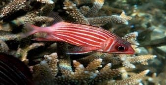 Crowned Squirrelfish (Sargocentron diadema) – ornamental fish exported by Rafiki Marine, Mombasa