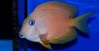Blue Eye Tang (Ctenochaetus striata) – ornamental fish exported by Rafiki Marine, Mombasa