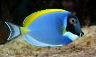 Powder Blue Tang (Acanthurus leucosternon) – ornamental fish exported by Rafiki Marine, Mombasa