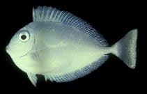 Spotted Unicornfish (Naso brevirostris) – ornamental fish exported by Rafiki Marine, Mombasa