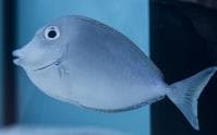 Unicornfish (Naso unicornis) – ornamental fish exported by Rafiki Marine, Mombasa