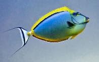 Orange-spine Unicornfish (Naso elegans) – ornamental fish exported by Rafiki Marine, Mombasa