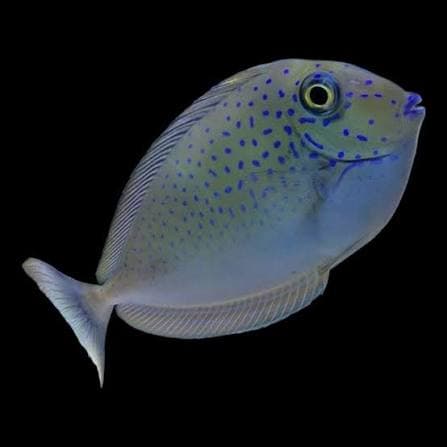 Lopezi Unicornfish (Naso lopezi) – ornamental fish exported by Rafiki Marine, Mombasa