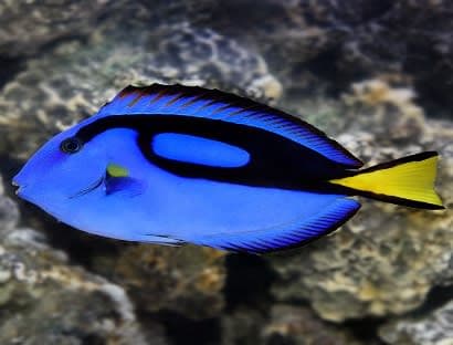 Blue Tang (Paracanthurus hepatus) – ornamental fish exported by Rafiki Marine, Mombasa