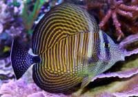 Desjardin's Sailfin Tang (Zebrasoma desjardinii) – ornamental fish exported by Rafiki Marine, Mombasa