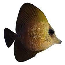 Brown Sailfin Tang (Zebrasoma scopas) – ornamental fish exported by Rafiki Marine, Mombasa