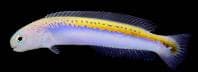 Tilefish (Hoplolatilus oreni) – ornamental fish exported by Rafiki Marine, Mombasa