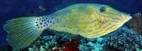 Scribbled Filefish (Aluterus scriptus) – ornamental fish exported by Rafiki Marine, Mombasa