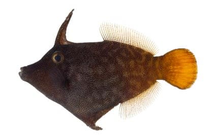 Orangetail Leatherjacket (Pervagor aspricaudus) – ornamental fish exported by Rafiki Marine, Mombasa