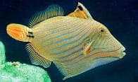 Undulated Triggerfish (Balistapus undulatus) – ornamental fish exported by Rafiki Marine, Mombasa
