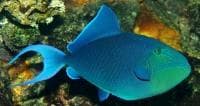 Red Tooth Triggerfish (Odonus niger) – ornamental fish exported by Rafiki Marine, Mombasa