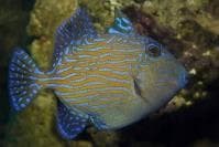 Blue and Gold Trigger (Pseudobalistes fuscus) – ornamental fish exported by Rafiki Marine, Mombasa