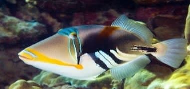 Picasso Triggerfish (Rhinecanthus aculeatus) – ornamental fish exported by Rafiki Marine, Mombasa